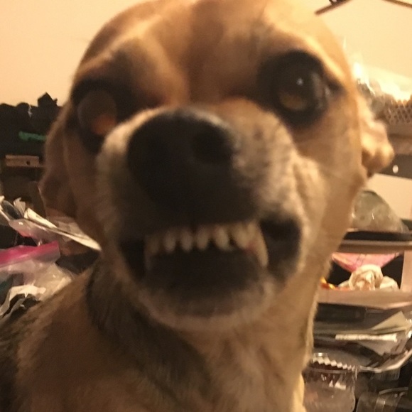 Meet your Posher, Price and my rescue babies. - Picture 4 of 8